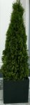 Plante 1