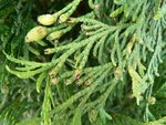 Plante 1