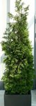 Plante 2