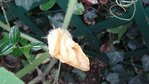 DSC00142B.jpg