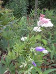 2011-07-14 Bd x.jpg
