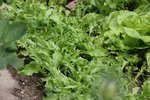 reine des glaces ou frisée de beauregard.jpg