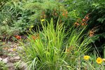 crocosmia.jpg