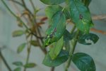 DSC_0017.jpg