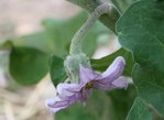 Fleurs d'aubergine.JPG