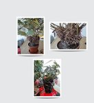 les 2 photos du haut correspondent à la même plante.<br />plantes vues en intérieur en Mars 2011