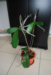 orchidee3.jpg