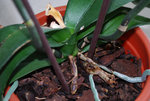 orchidee2.jpg
