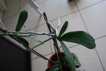 orchidee4.jpg