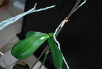 orchidee5.jpg
