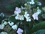 hortensia tricolor