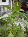 PICT0016.JPG