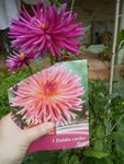 dahlia.JPG