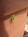 img_1074.jpg