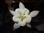 fleur.jpg