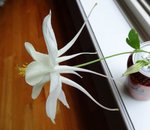 fleur1.jpg