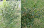 Plante7bis.jpg