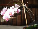 IMG_0727b.jpg