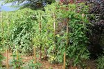 une rangée de tomates bien arrosée.jpg