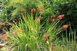 crocosmia 2.jpg