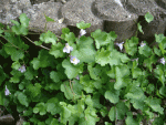 DSC01902.gif