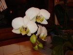 Phalaenopsis - 2 4 08 - 3 redim.jpg