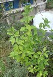 Plante 2