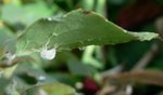 parasites rosiers 3.JPG