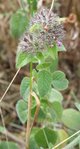 Plante 2