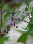 Plante 3