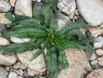 Plante 7