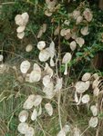 Plante 8