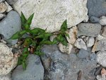 Plante 10