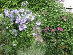 2011-07-17  cbre JMF x.jpg