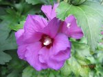 Hibiscus cbre JMF x.jpg