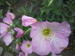 2011-07-17 oenothère x.jpg