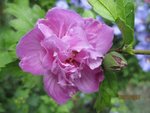 2017-07-17 hibiscus cbre JMF.jpg