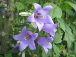 2011-07-17 campanule x.jpg