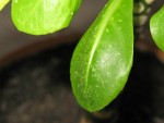 IMG_3259.jpg