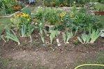 Massif iris.JPG