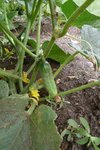 zoom sur un cornichon