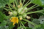 les courgettes rondes, ça pousse un peu, va peut être falloir libérer de la place