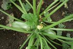 les courgettes longues