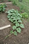 la courge musquée