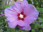 2011-07-17 hibiscus baie dte x.jpg