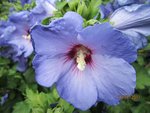 2011-07-17 hibiscus cbre JMF x.jpg