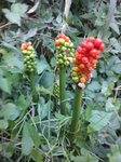 DSC00135.jpg