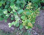 Plante0A.jpg