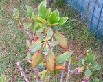 Plante2a.jpg