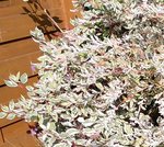 Plante4a.jpg